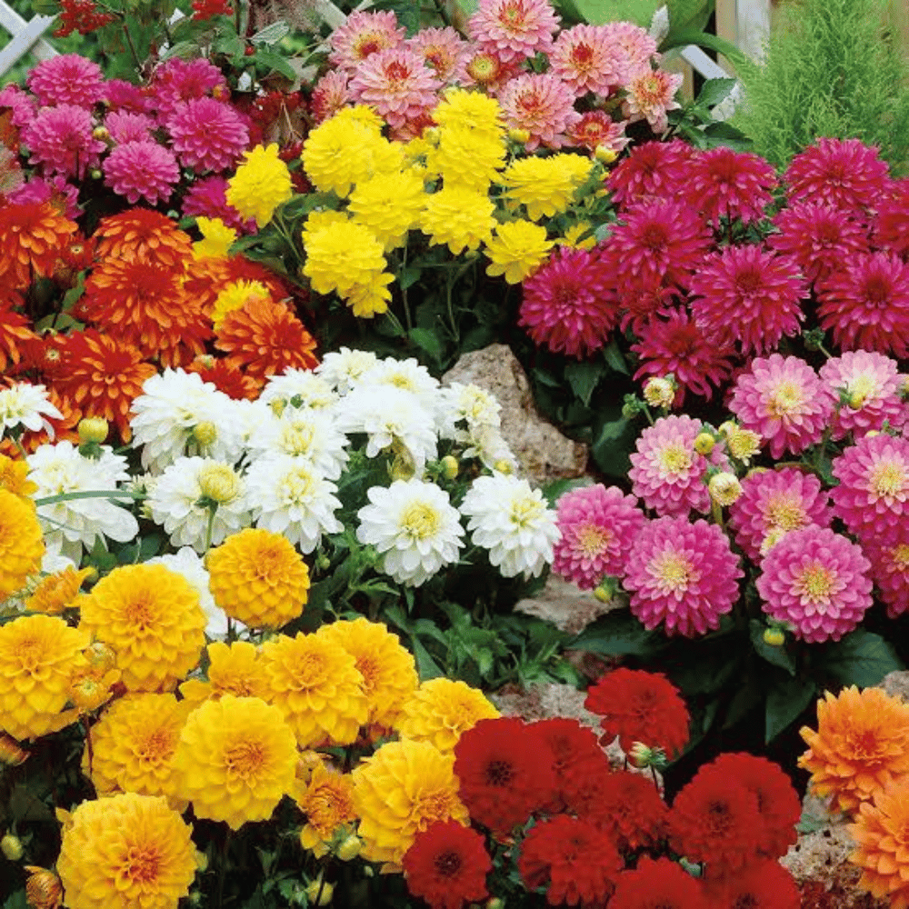 Dahlia Bambino Mix Flower Seeds –F2 Hybrid (Pack of 10 Seeds)