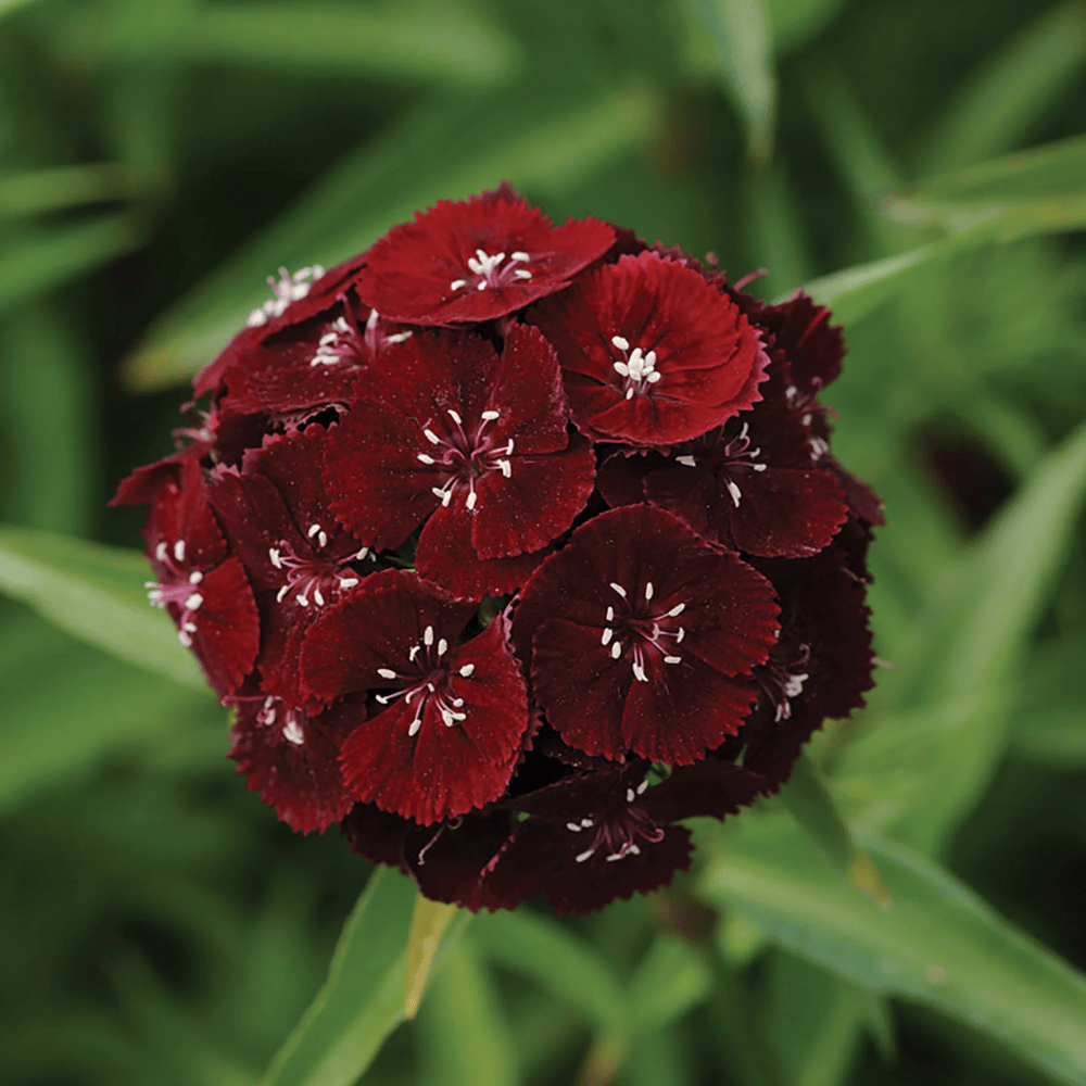 Dianthus Black Cherry Flower Seeds –F2 Hybrid (Pack of 30-40 Seeds)