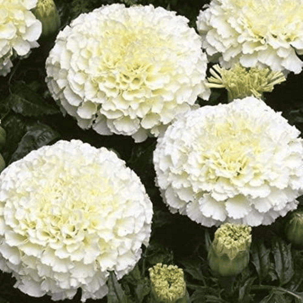 Marigold White Flower Seeds –F2 Hybrid (Pack of 20 Seeds)