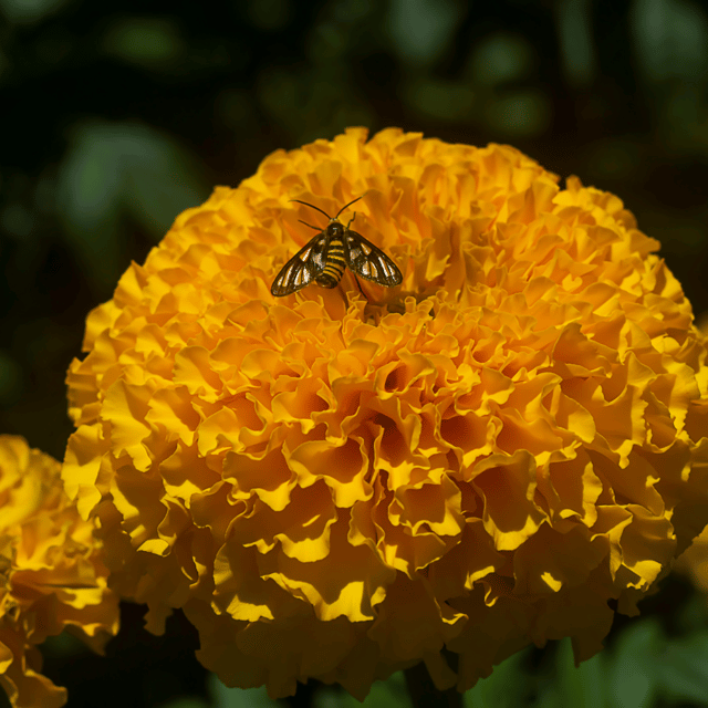 Big Orange Marigold Flower Seeds –F2 Hybrid (Pack of 30 Seeds)