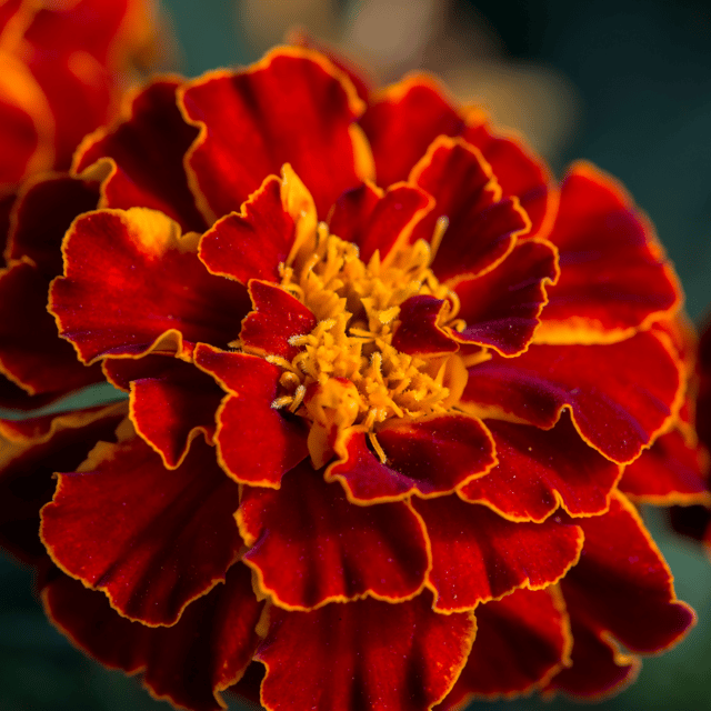 Marigold Dark Red Flower Seeds –F1 Hybrid (Pack of 10 Seeds)