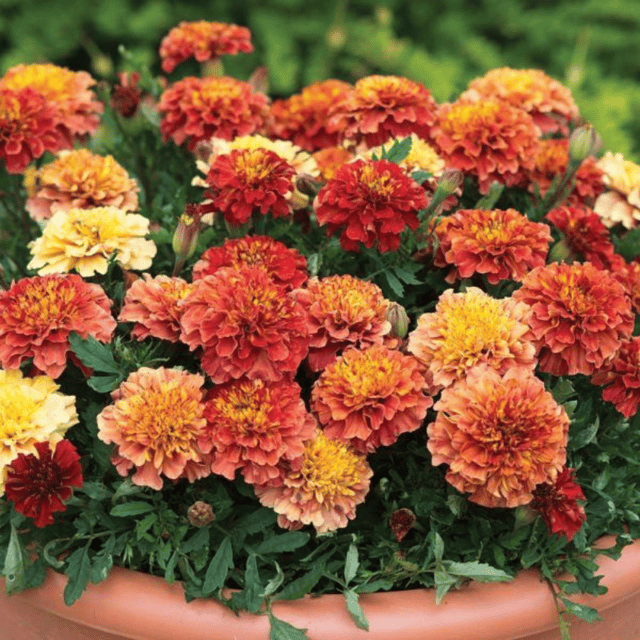 Marigold Strawberry Mix Flower Seeds –F1 Hybrid (Pack of 10 Seeds)