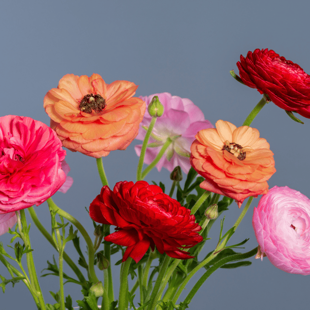 Rananculus Bloomingdale Mix Flower Seeds –F1 Hybrid (Pack of 5 Seeds)