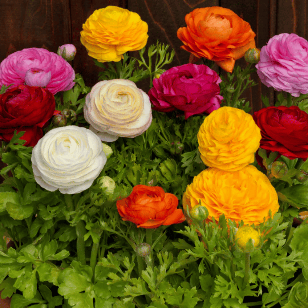 Rananculus Bloomingdale Mix Flower Seeds –F1 Hybrid (Pack of 5 Seeds)