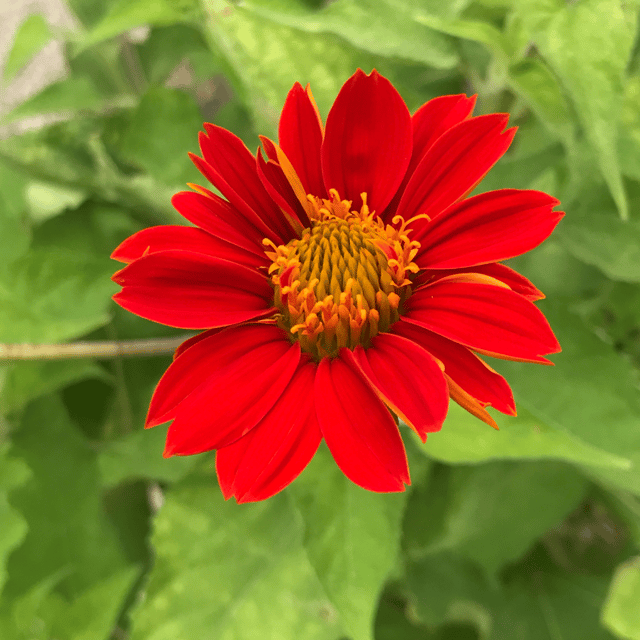 Tithonia (Red) Flower Seeds (Pack Of - 20 Seeds)