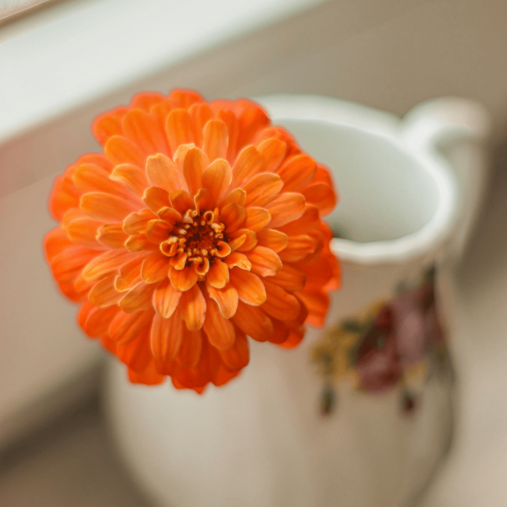 Zinnia Flower (Orange) Seeds (Pack Of - 25 Seeds)