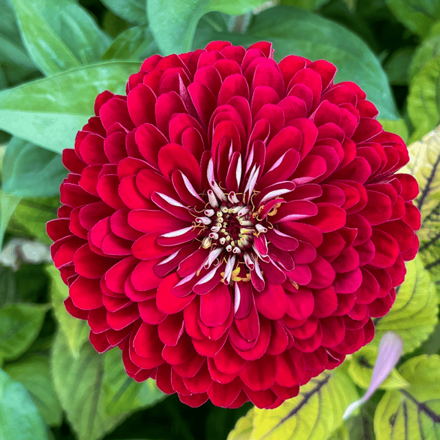 Zinnia Flower (Red) Seeds (Pack Of - 25 Seeds)