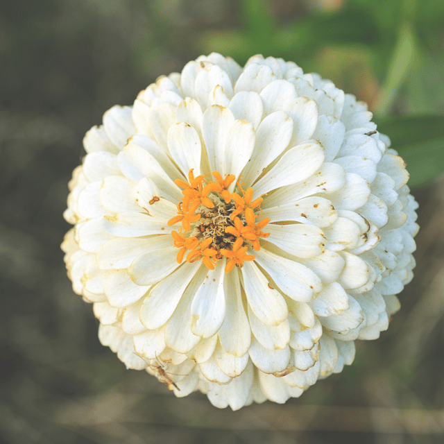 Zinnia Flower (White) Seeds (Pack Of - 25 Seeds)