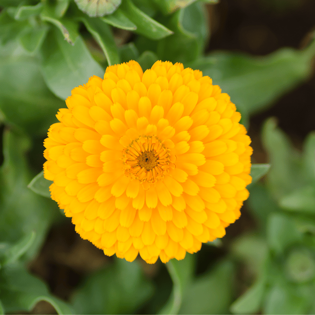 Zinnia Flower (Yellow) Seeds (Pack Of - 25 Seeds)