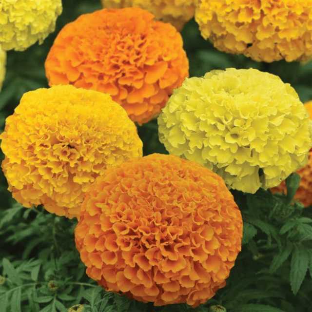 Marigold (African Mix) Summer Variety Flower Seeds (Pack Of - 40 Seeds)