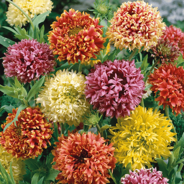 Gaillardia Pulchella Mix Flower Seeds (Pack Of - 40 Seeds)