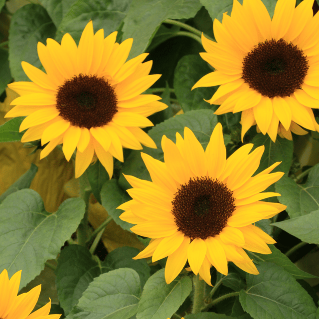 Sunflower Miniature Flower Seeds (Pack Of - 30 Seeds)