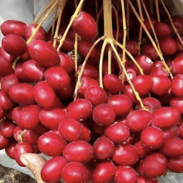 Hybrid Maryam Dates (khajur) Tissue Culture Plant