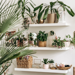 Indoor Plants