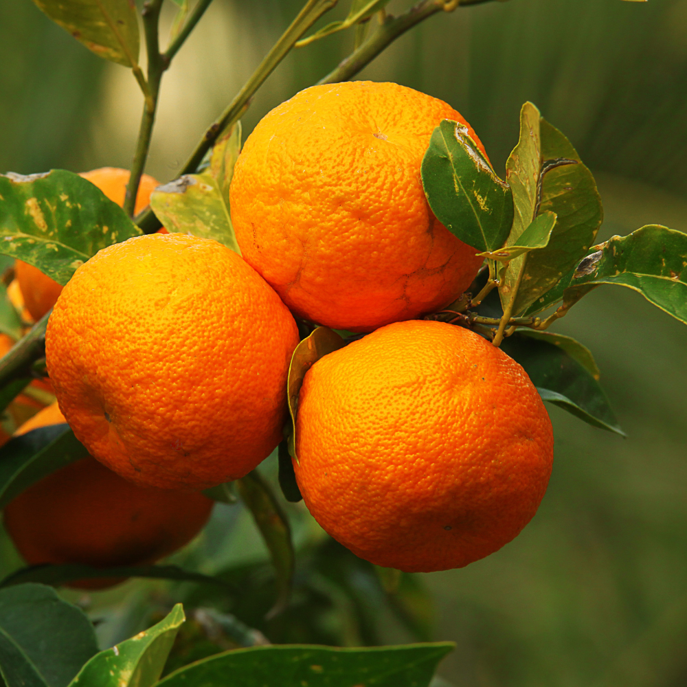 Citrus plants