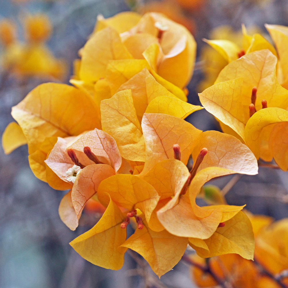 Bougainvillea