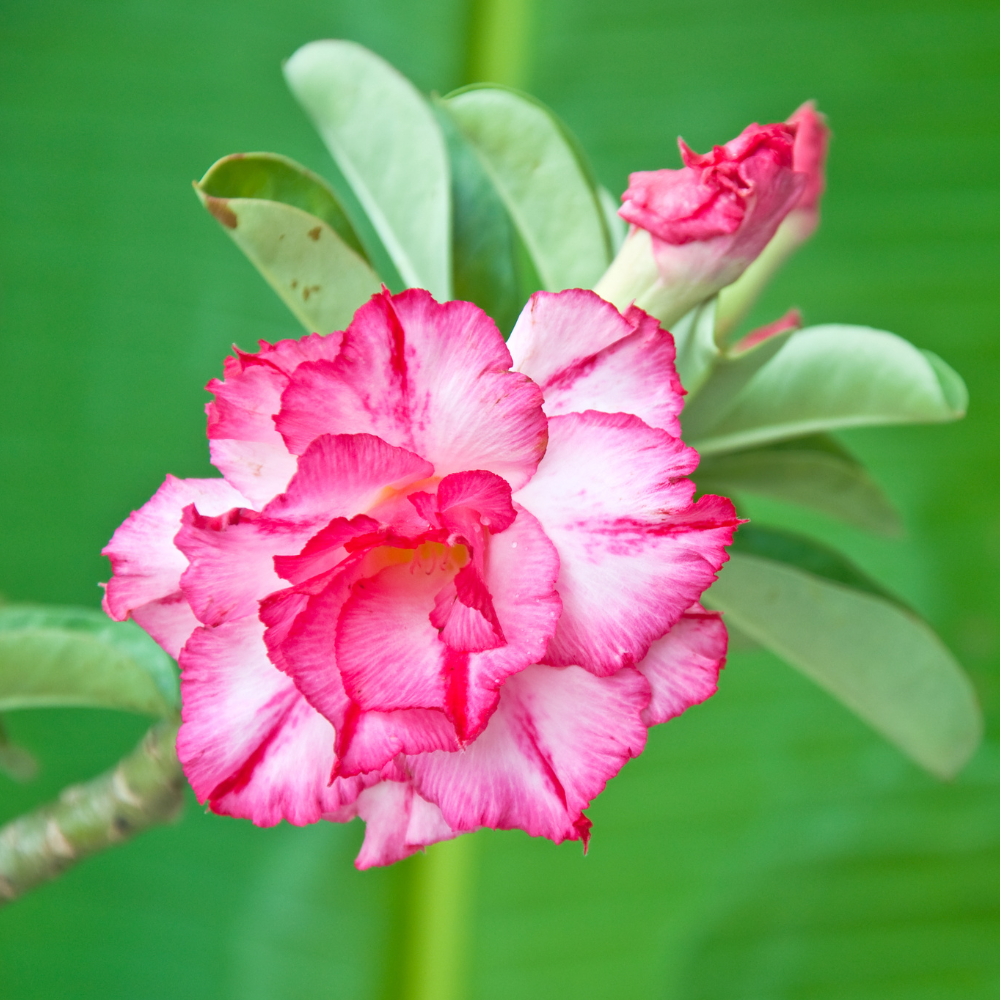 Adenium