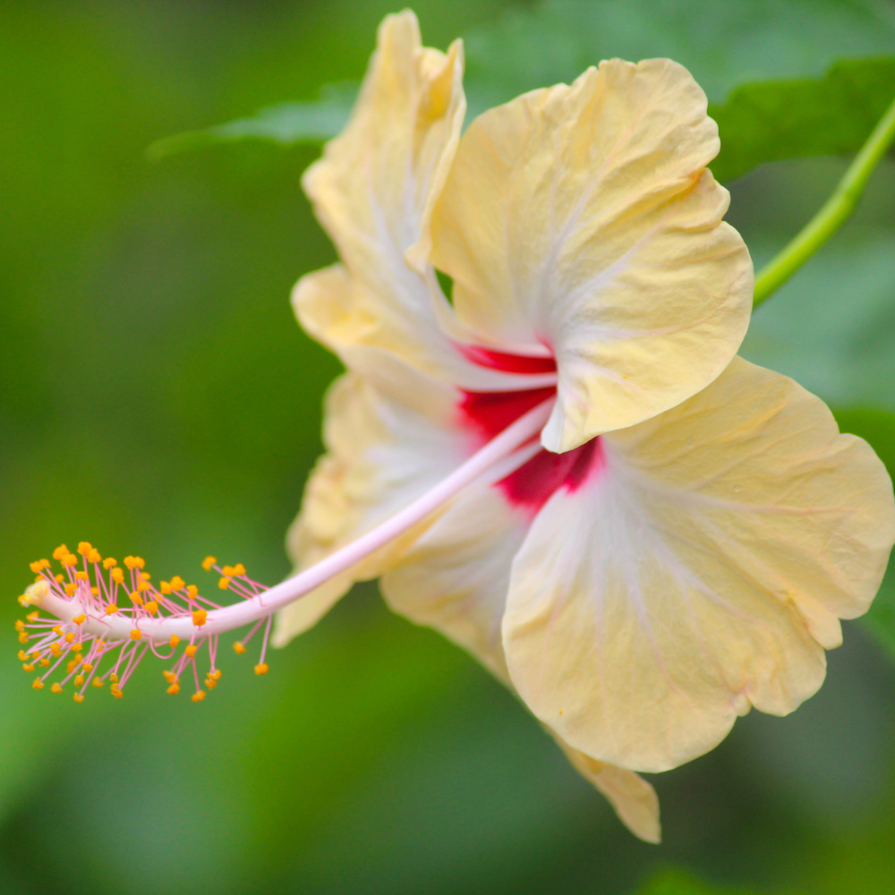 Hibiscus