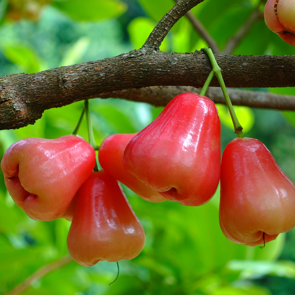 Water Apple