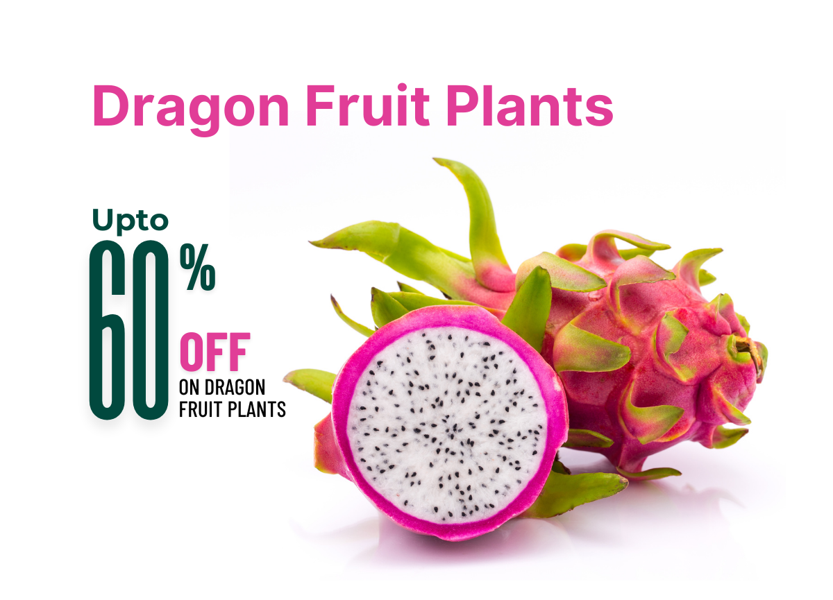 Rarest dragon fruit plants